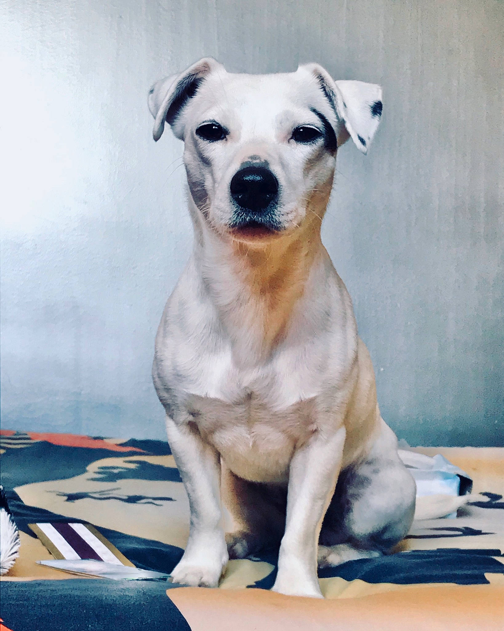 Maggie participe au concours pour gagner de l'argent avec cette photo : ancient_dog_breeds, art, canidae, carnivore, collar, companion_dog, dog, dog_breed, dog_collar, dog_supply, fawn, foot, fur, paw, pet_supply, snout, sporting_group, terrestrial_animal, whiskers, working_animal