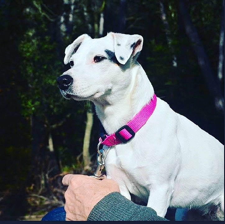 Maggie participe au concours pour gagner de l'argent avec cette photo : canidae, carnivore, collar, companion_dog, dog, dog_breed, dog_collar, dog_supply, fashion_accessory, fawn, non_sporting_group, pet_supply, rampur_greyhound, recreation, snout, sporting_group, tree, whiskers, wood, working_animal