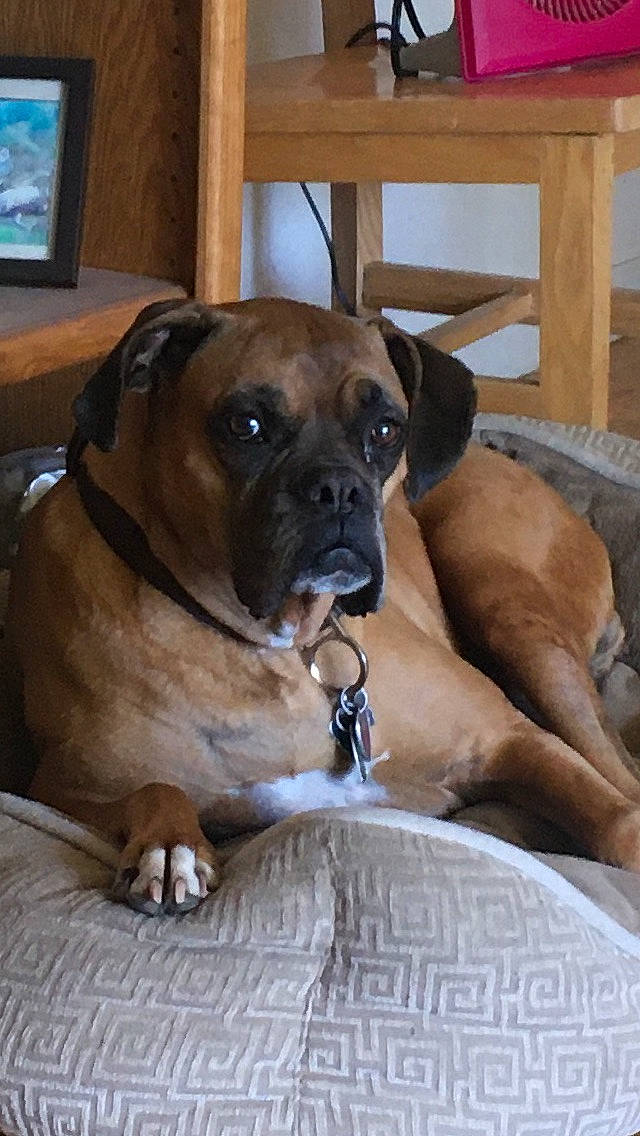Carmella joined the competition — help win amazing prizes! bored, boxer, canidae, carnivore, collar, companion_dog, dog, dog_breed, dog_supply, fawn, guard_dog, molosser, pet_supply, snout, sporting_group, television, whiskers, working_animal, working_dog, wrinkle