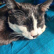 Grim Lee joined the competition — help win amazing prizes! cat, sleeping, black_and_white, whiskers, close_up, pet, fur, animal, cozy, resting, face, nose, ears, blue_fabric, indoor, calm, domestic_cat, cute, peaceful, relaxing