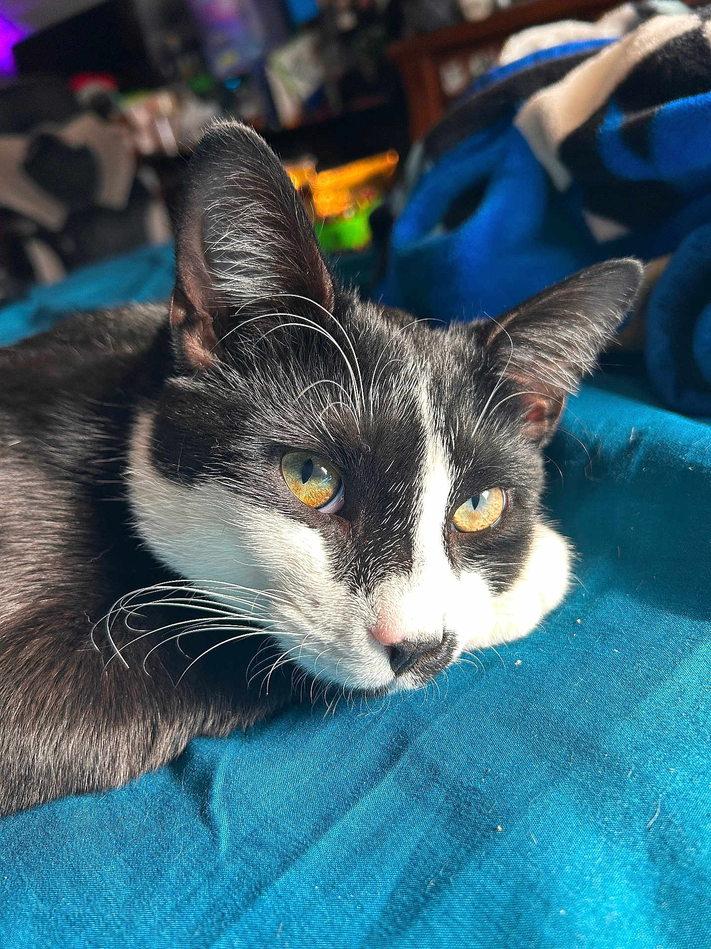 Grim Lee is registered to the contest to win money with this photo: cat, black_and_white, close_up, yellow_eyes, whiskers, lying_down, blue_fabric, sunlight, indoor, pet, relaxed, feline, fur, portrait, animal, soft_focus, domestic, cute, resting, warm_light