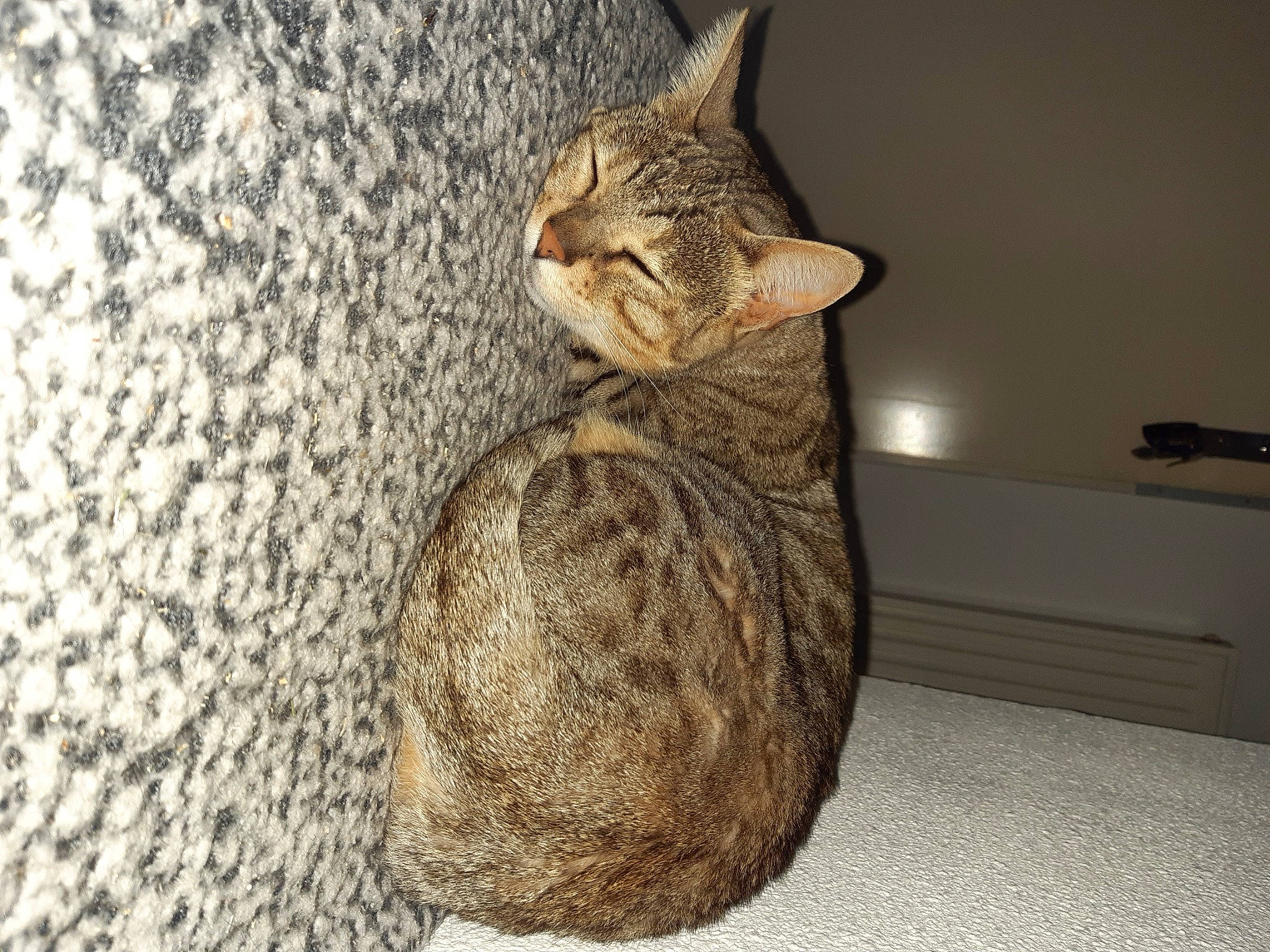 Luna participe au concours pour gagner de l'argent avec cette photo : carnivore, cat, domestic_short_haired_cat, eye, fawn, felidae, fur, natural_material, paw, small_to_medium_sized_cats, snout, tail, terrestrial_animal, tree, whiskers, wood