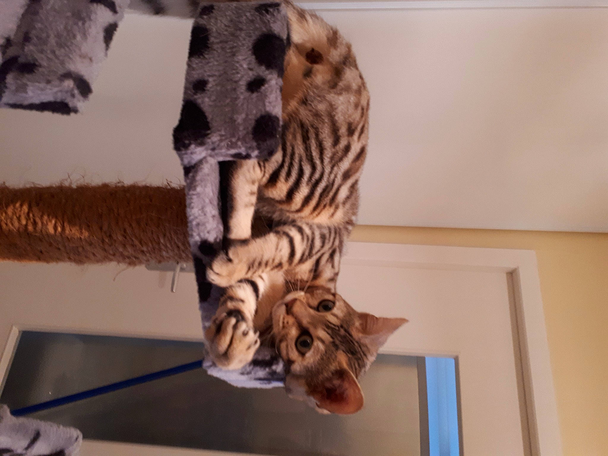 Luna a rejoint le concours — aidez-le/la à gagner de superbes lots ! big_cats, carnivore, cat, domestic_short_haired_cat, fawn, felidae, foot, fur, pattern, room, siberian_tiger, sleeve, small_to_medium_sized_cats, snout, tail, terrestrial_animal, tiger, whiskers, wildlife, wood