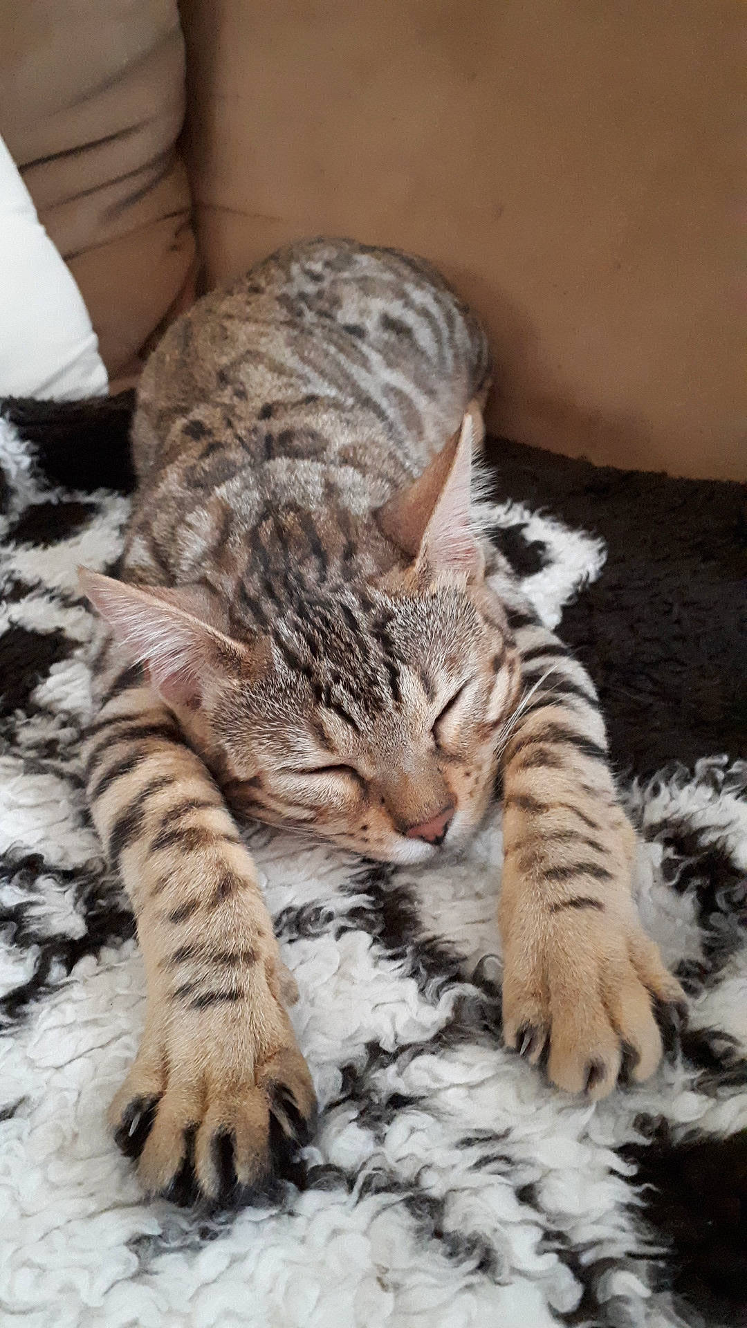 Luna a rejoint le concours — aidez-le/la à gagner de superbes lots ! carnivore, cat, claw, comfort, domestic_short_haired_cat, fawn, felidae, fur, nap, paw, sleep, small_to_medium_sized_cats, snout, tail, terrestrial_animal, whiskers, wildlife, wood