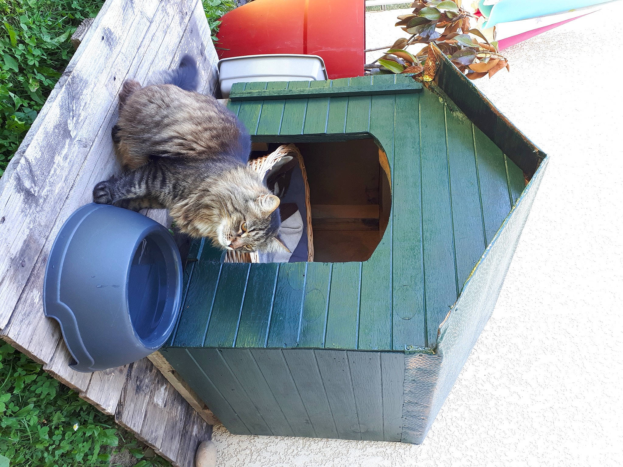Oslo a rejoint le concours — aidez-le/la à gagner de superbes lots ! art, birdhouse, blue, felidae, grass, green, house, pet_supply, plant, rectangle, sculpture, soil, tree, trunk, waste_container, wood