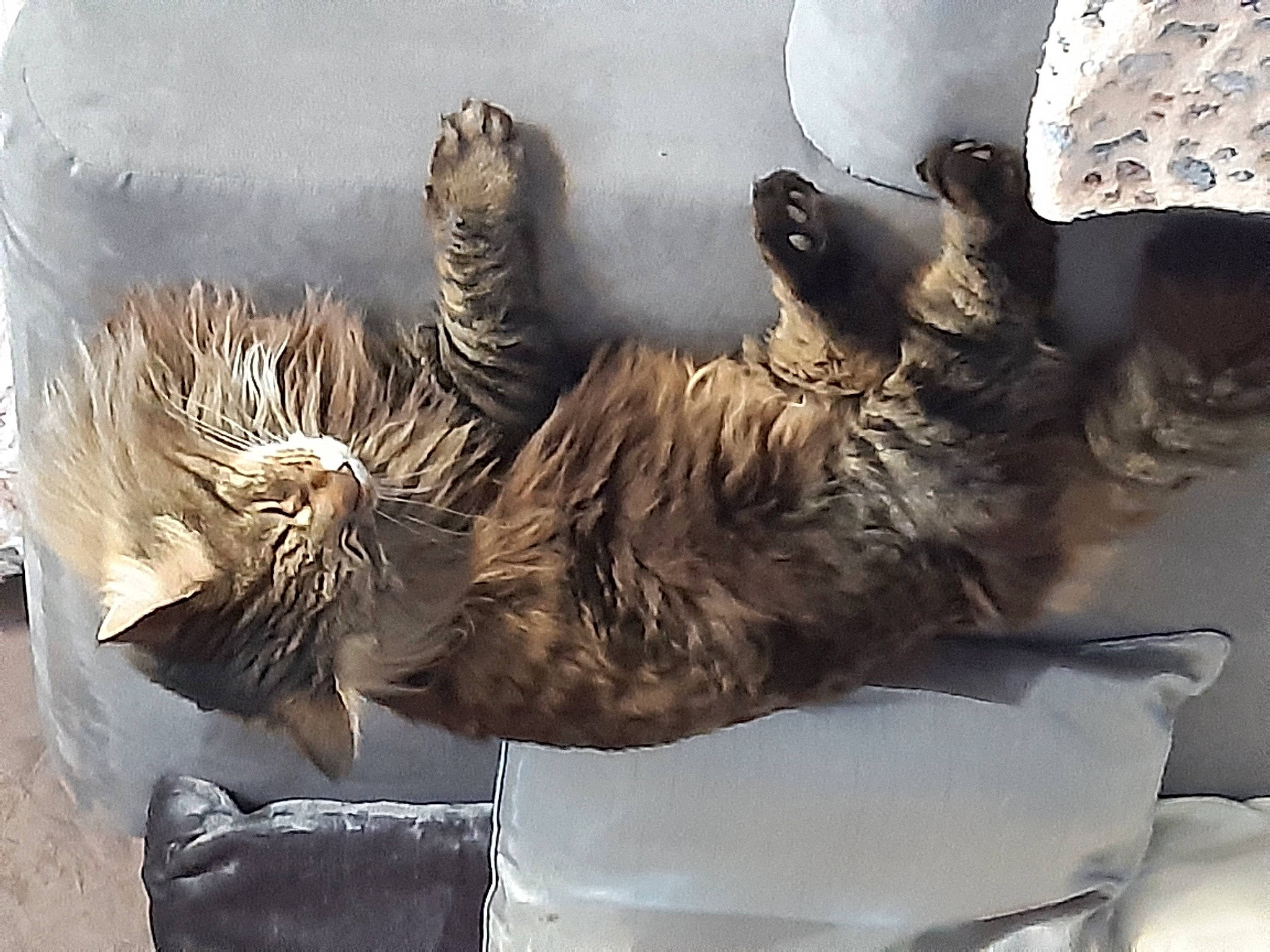Oslo participe au concours pour gagner de l'argent avec cette photo : art, artifact, big_cats, bronze, carnivore, carving, fang, felidae, fossil, fur, metal, room, sculpture, snout, tail, terrestrial_animal, visual_arts, whiskers, wing, wood