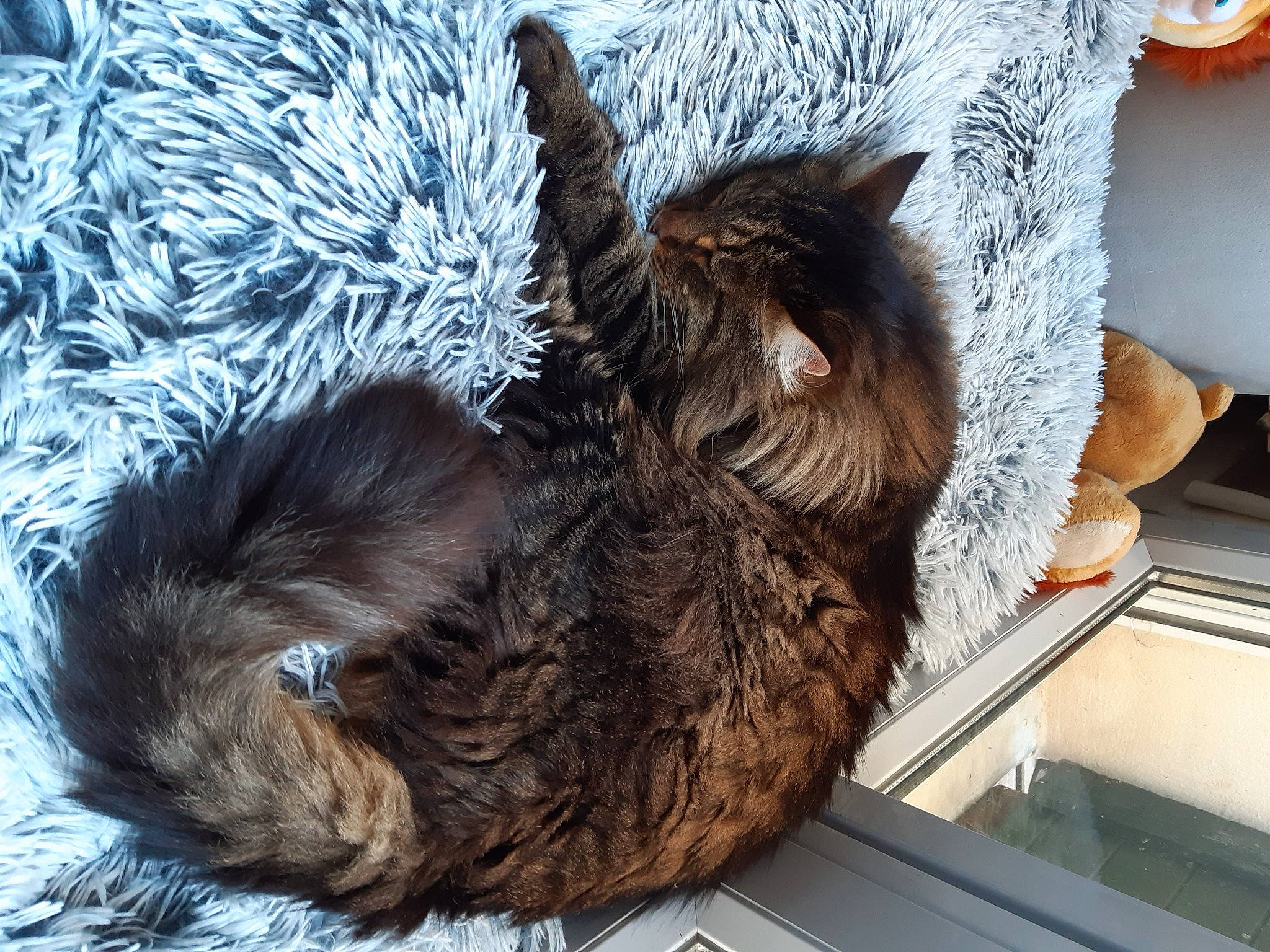 Oslo a rejoint le concours — aidez-le/la à gagner de superbes lots ! canidae, carnivore, cat, cat_supply, claw, comfort, companion_dog, dog_breed, domestic_short_haired_cat, fawn, felidae, fur, liver, nap, small_to_medium_sized_cats, snout, sporting_group, tail, terrestrial_animal, whiskers