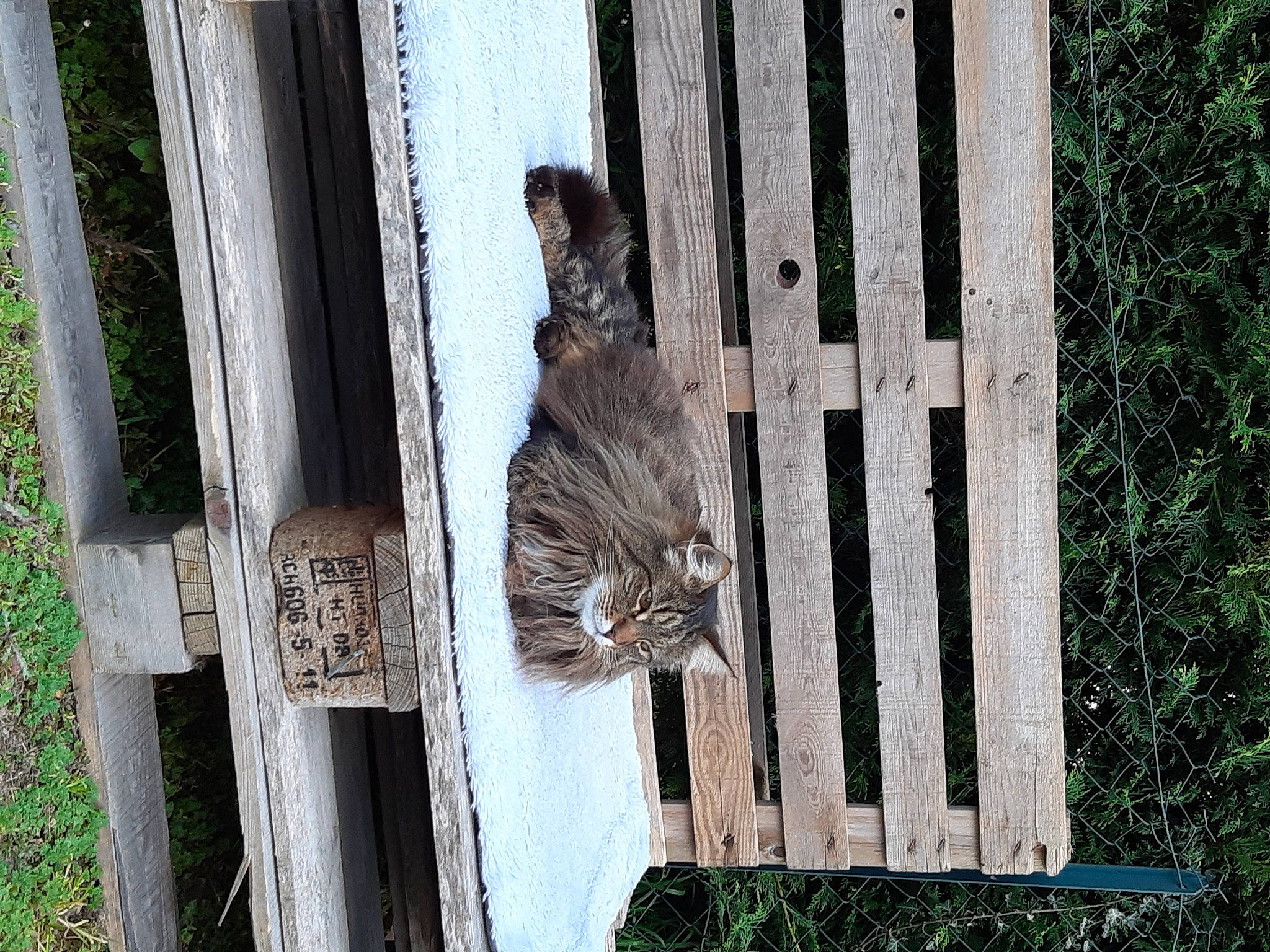 Oslo a rejoint le concours — aidez-le/la à gagner de superbes lots ! animal_shelter, art, beak, carnivore, cat, domestic_short_haired_cat, fawn, felidae, fur, grass, grey, plant, small_to_medium_sized_cats, snout, tail, terrestrial_animal, tree, whiskers, wildlife, wood