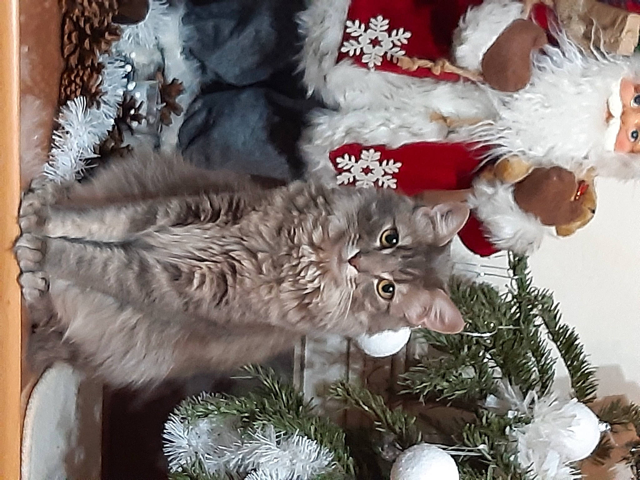 Kirito participe au concours pour gagner de l'argent avec cette photo : art, carnivore, cat, christmas_decoration, christmas_ornament, christmas_tree, event, evergreen, felidae, fur, holiday_ornament, ornament, plant, small_to_medium_sized_cats, tail, tree, twig, whiskers, white, winter