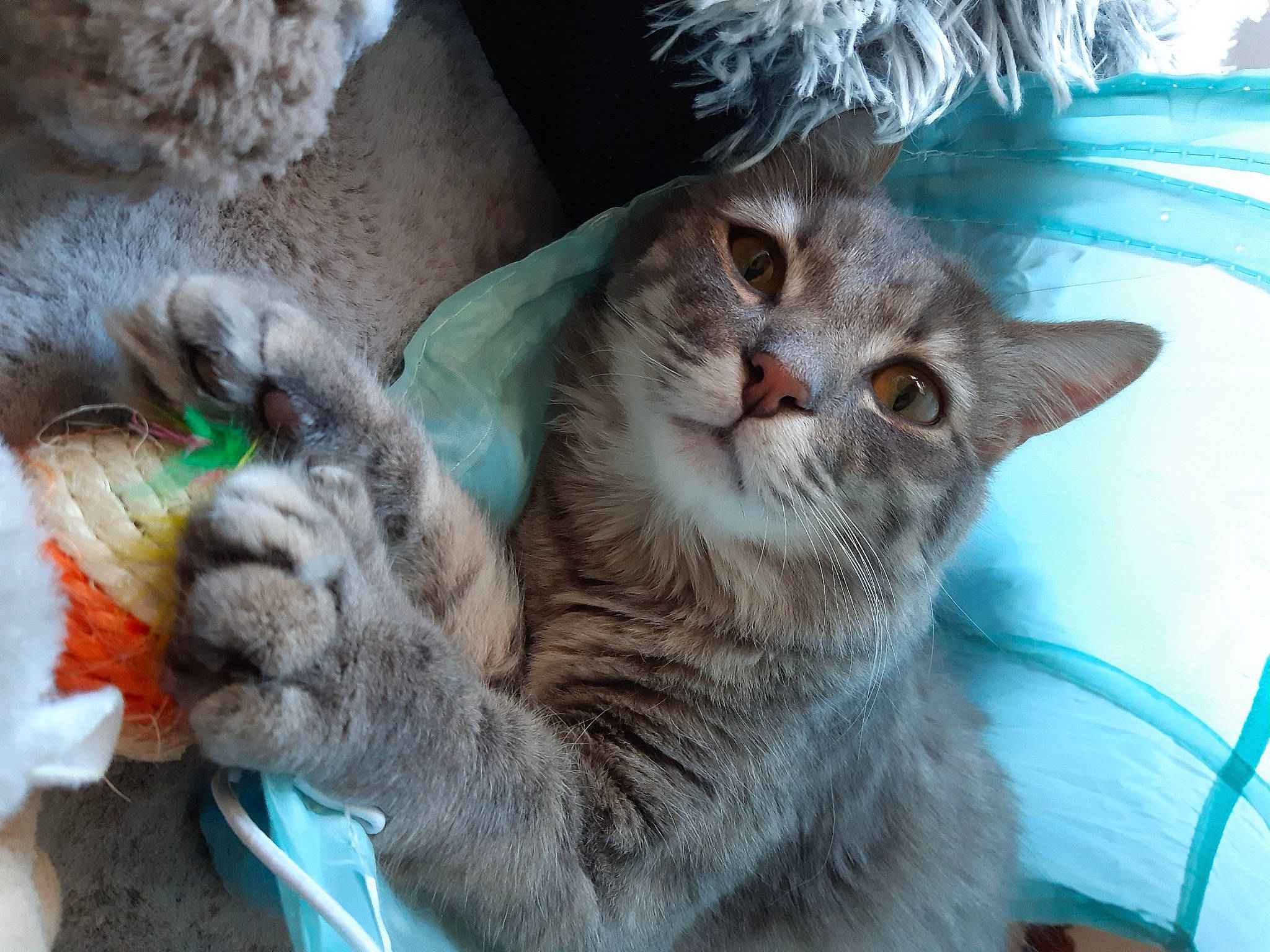 Kirito a rejoint le concours — aidez-le/la à gagner de superbes lots ! carnivore, cat, cat_bed, claw, domestic_short_haired_cat, fawn, felidae, fur, grass, paw, small_to_medium_sized_cats, snout, tail, terrestrial_animal, whiskers, window