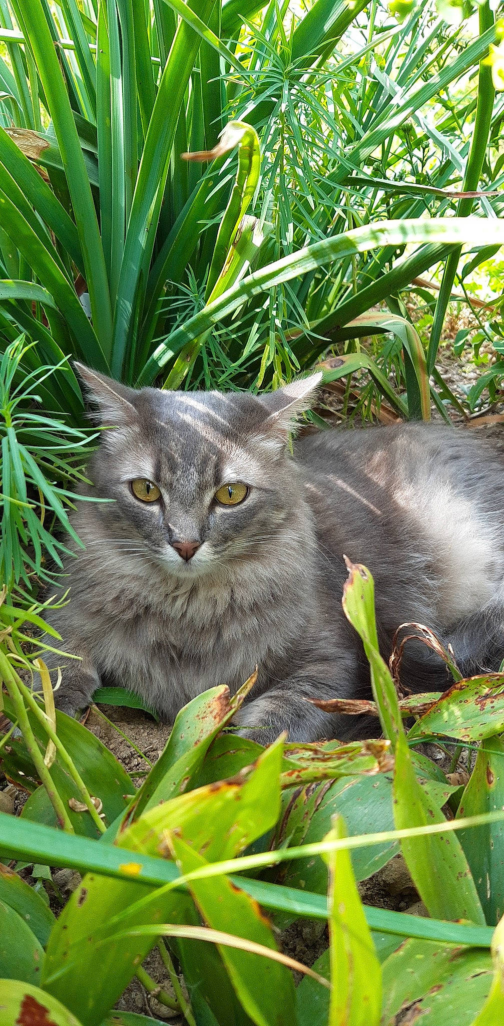 Kirito participe au concours pour gagner de l'argent avec cette photo : carnivore, cat, close_up, domestic_short_haired_cat, eye, fawn, felidae, flowering_plant, fur, grass, groundcover, plant, small_to_medium_sized_cats, snout, tail, terrestrial_animal, terrestrial_plant, vegetation, vertebrate, whiskers