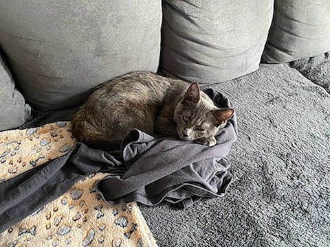 Bella participe au concours pour gagner de l'argent avec cette photo : carnivore, cat, comfort, couch, domestic_short_haired_cat, fawn, felidae, flooring, fur, grey, linens, nap, paw, sitting, sleep, small_to_medium_sized_cats, tail, whiskers, wildlife, wood