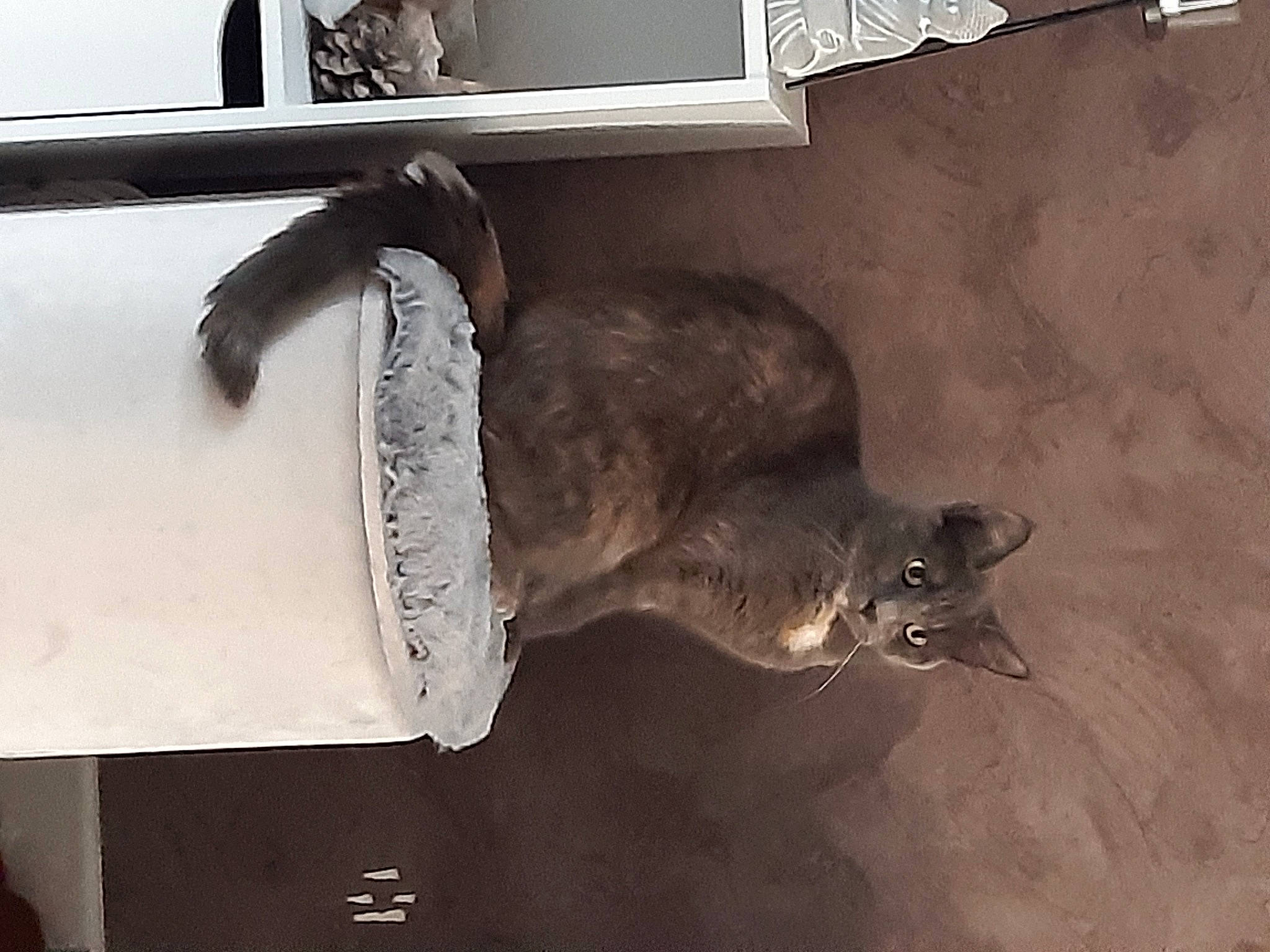 Bella