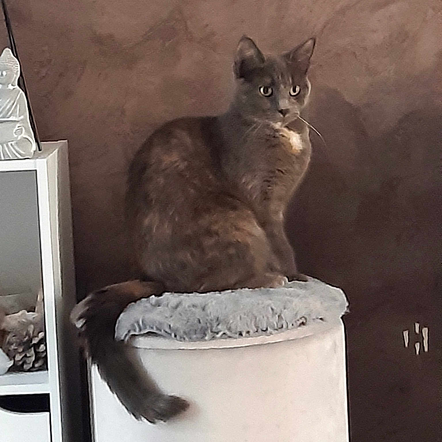 Bella
