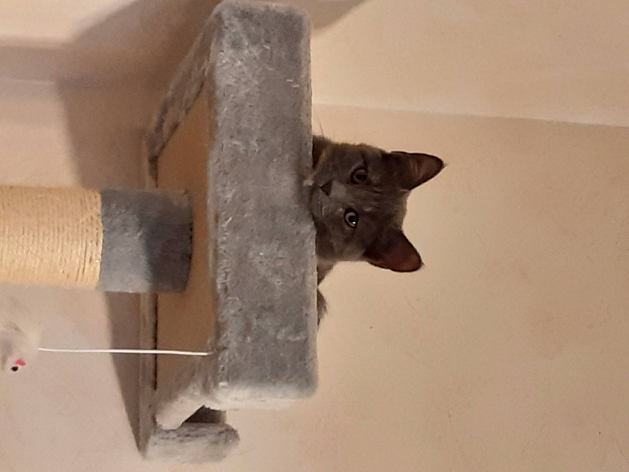 Bella participe au concours pour gagner de l'argent avec cette photo : carnivore, cat_supply, felidae, flooring, grey, hardwood, household_supply, metal, paper_towel, pet_supply, plumbing, room, small_to_medium_sized_cats, snout, tail, toilet_paper, whiskers, wood