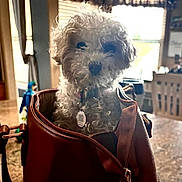 Amari is registered to the contest to win money with this photo: dog, small_dog, fluffy, curly_fur, white_fur, pet, animal, sitting, inside_bag, leather_bag, tote_bag, collar, dog_tag, indoors, window, sunlight, backlighting, home, portrait, cute