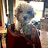 dog, small_dog, fluffy, curly_fur, white_fur, pet, animal, sitting, inside_bag, leather_bag, tote_bag, collar, dog_tag, indoors, window, sunlight, backlighting, home, portrait, cute