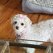 Amari is registered to the contest to win money with this photo: animal, coffee_table, collar, couch, curly_fur, cute, dog, fluffy, furniture, glass_table, gray_cushion, hardwood_floor, home, indoors, looking_at_camera, pet, pink_bow, portrait, small_dog, white_fur