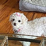 animal, coffee_table, collar, couch, curly_fur, cute, dog, fluffy, furniture, glass_table, gray_cushion, hardwood_floor, home, indoors, looking_at_camera, pet, pink_bow, portrait, small_dog, white_fur