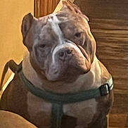 Enzo is registered to the contest to win money with this photo: brown, canine, close_up, collar, companion_animal, dog, door, front_facing, gray, indoors, muscular, pet, photography, portrait, serious_expression, short_hair, sitting, warm_lighting, white, wood