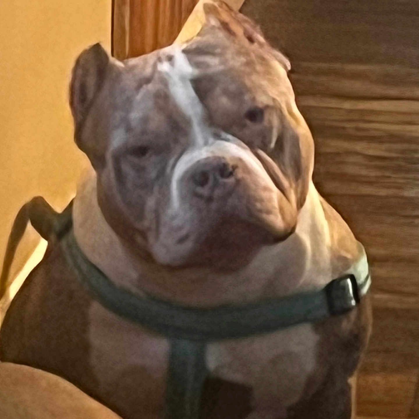 Enzo