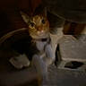 animal, blurry, cat, cat_tree, collar, curious, dark, ears, feline, furniture, home, indoor, low_light, mystery, pet, shadow, sitting, whiskers, wide_eyes, wood