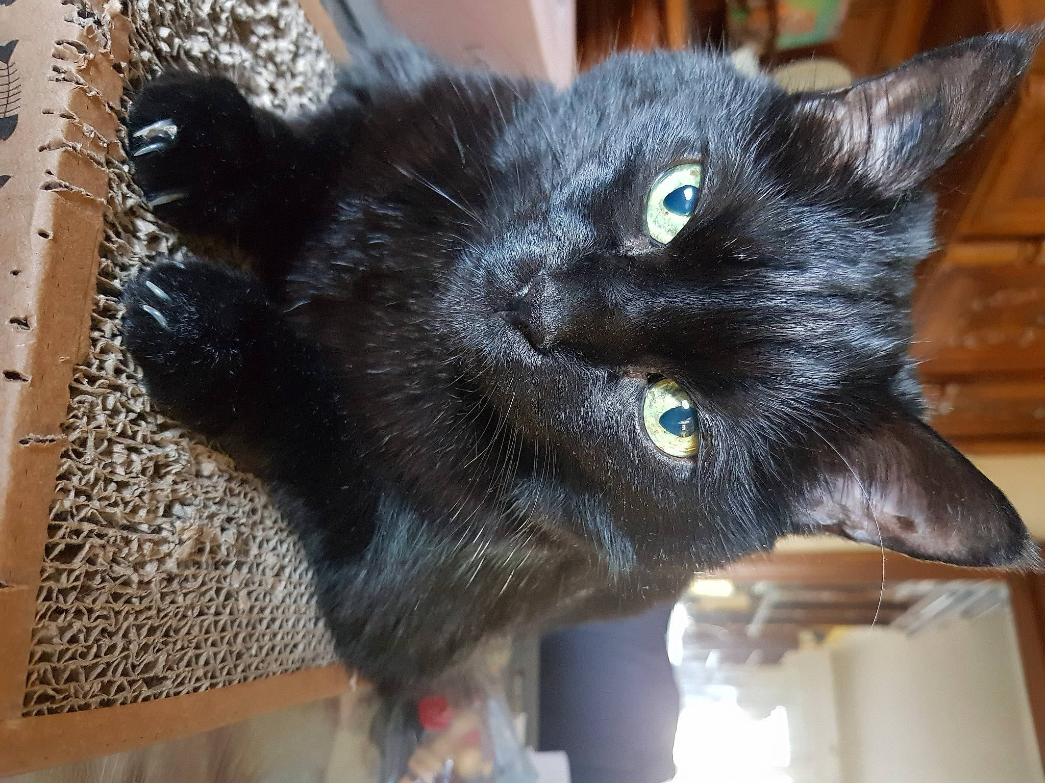 Pussy a rejoint le concours — aidez-le/la à gagner de superbes lots ! black_cat, bombay, carnivore, cat, claw, domestic_short_haired_cat, felidae, fur, paw, small_to_medium_sized_cats, snout, tail, terrestrial_animal, whiskers