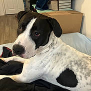 Snowman is registered to the contest to win money with this photo: bed, bedroom, black_and_white, black_fur, blanket, cardboard_box, dog, door, floppy_ears, home, indoor, large_dog, laundry, lying_down, pet, portrait, relaxed, short_fur, side_eye, white_fur