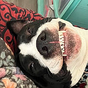 Snowman is registered to the contest to win money with this photo: black_and_white, blanket, canine, close_up, collar, cushion, cute, dog, fur, happy, indoor, lying_down, nose, pet, relaxed, resting, smiling, snout, teeth, tongue_hidden
