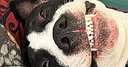 Snowman is registered to the contest to win money with this photo: black_and_white, blanket, canine, close_up, collar, cushion, cute, dog, fur, happy, indoor, lying_down, nose, pet, relaxed, resting, smiling, snout, teeth, tongue_hidden