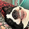 black_and_white, blanket, canine, close_up, collar, cushion, cute, dog, fur, happy, indoor, lying_down, nose, pet, relaxed, resting, smiling, snout, teeth, tongue_hidden