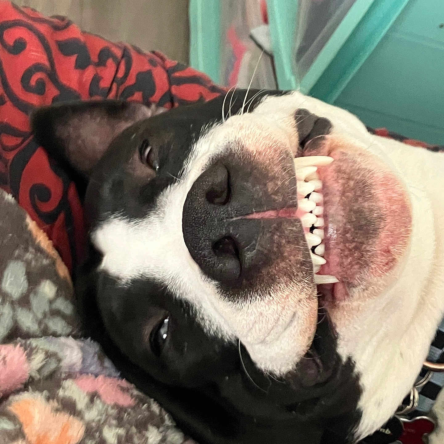 Snowman is registered to the contest to win money with this photo: black_and_white, blanket, canine, close_up, collar, cushion, cute, dog, fur, happy, indoor, lying_down, nose, pet, relaxed, resting, smiling, snout, teeth, tongue_hidden