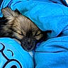 Charchar is registered to the contest to win money with this photo: adorable, animal, blue_blanket, close_up, comfort, cozy, cute, dog, ears, fur, indoors, nap, peaceful, pet, plush_toy, puppy, resting, sleeping, snout, soft_texture