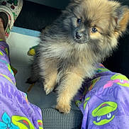 Charchar joined the competition — help win amazing prizes! animal, car_interior, casual, colorful_clothing, companion, cozy, curious_expression, cute, dog, fluffy, footwear, furry, indoor, legs, pajamas, pet, pizza_box, puppy, seat, small_dog