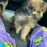 animal, car_interior, casual, colorful_clothing, companion, cozy, curious_expression, cute, dog, fluffy, footwear, furry, indoor, legs, pajamas, pet, pizza_box, puppy, seat, small_dog