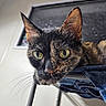 cat, tortoiseshell_cat, close_up, indoor, feline, green_eyes, fur, whiskers, chair, curious, pet, animal, portrait, looking_down, domestic_cat, resting, furniture, head, ears, muzzle