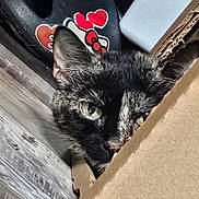Tinker Bell joined the competition — help win amazing prizes! cat, tortoiseshell, cardboard_box, peeking, wooden_surface, curious, animal, pet, ears, eyes, closeup, indoor, feline, black, brown, texture, heart, decor, container, resting