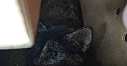 Tinker Bell is registered to the contest to win money with this photo: cat, tortoiseshell, cardboard_box, pet, animal, curious, indoor, feline, green_eyes, closeup, cozy, hiding, cute, whiskers, ears, fur, shelter, shadow, texture, domestic_animal