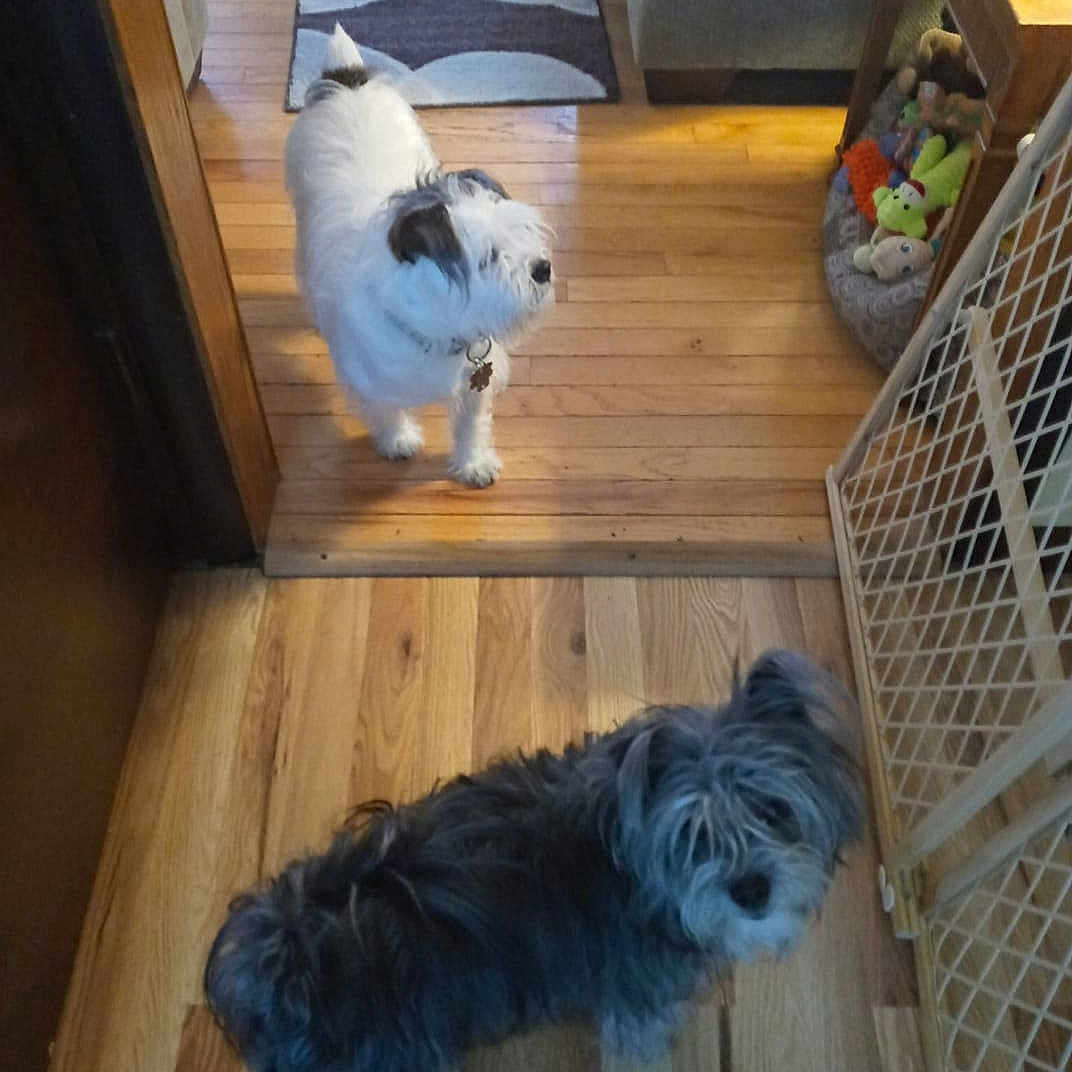 Lexi is registered to the contest to win money with this photo: carnivore, companion_dog, dog, dog_breed, fawn, felidae, floor, flooring, fur, hardwood, laminate_flooring, pet_supply, small_to_medium_sized_cats, sporting_group, tail, toy_dog, whiskers, wood, wood_flooring, wood_stain