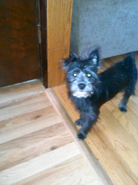 Lexi is registered to the contest to win money with this photo: cairn_terrier, canidae, carnivore, dog, dog_breed, floor, mammal, norwich_terrier, puppy, terrier, vertebrate