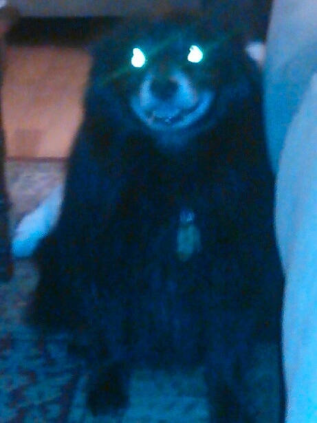 Lexi joined the competition — help win amazing prizes! black, blue, canidae, carnivore, cobalt_blue, electric_blue, eye, fur, snout