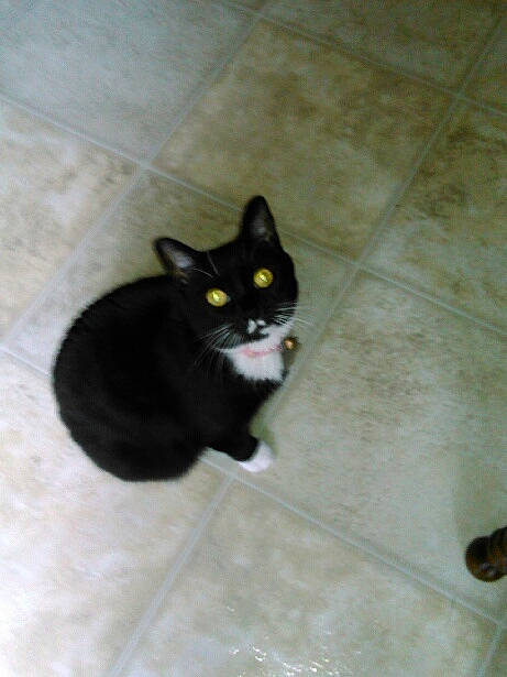 Lexi is registered to the contest to win money with this photo: black, black_cat, bombay, carnivore, cat, domestic_short_haired_cat, european_shorthair, eye, felidae, floor, flooring, fur, kitten, paw, polydactyl_cat, small_to_medium_sized_cats, snout, tail, tile, whiskers