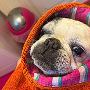 Zouzoupette participe au concours pour gagner de l'argent avec cette photo : dog, pug, towel, orange, striped, face, pet, animal, cute, wrapped, cozy, indoor, closeup, snout, fur, portrait, expression, resting, warm, colorful