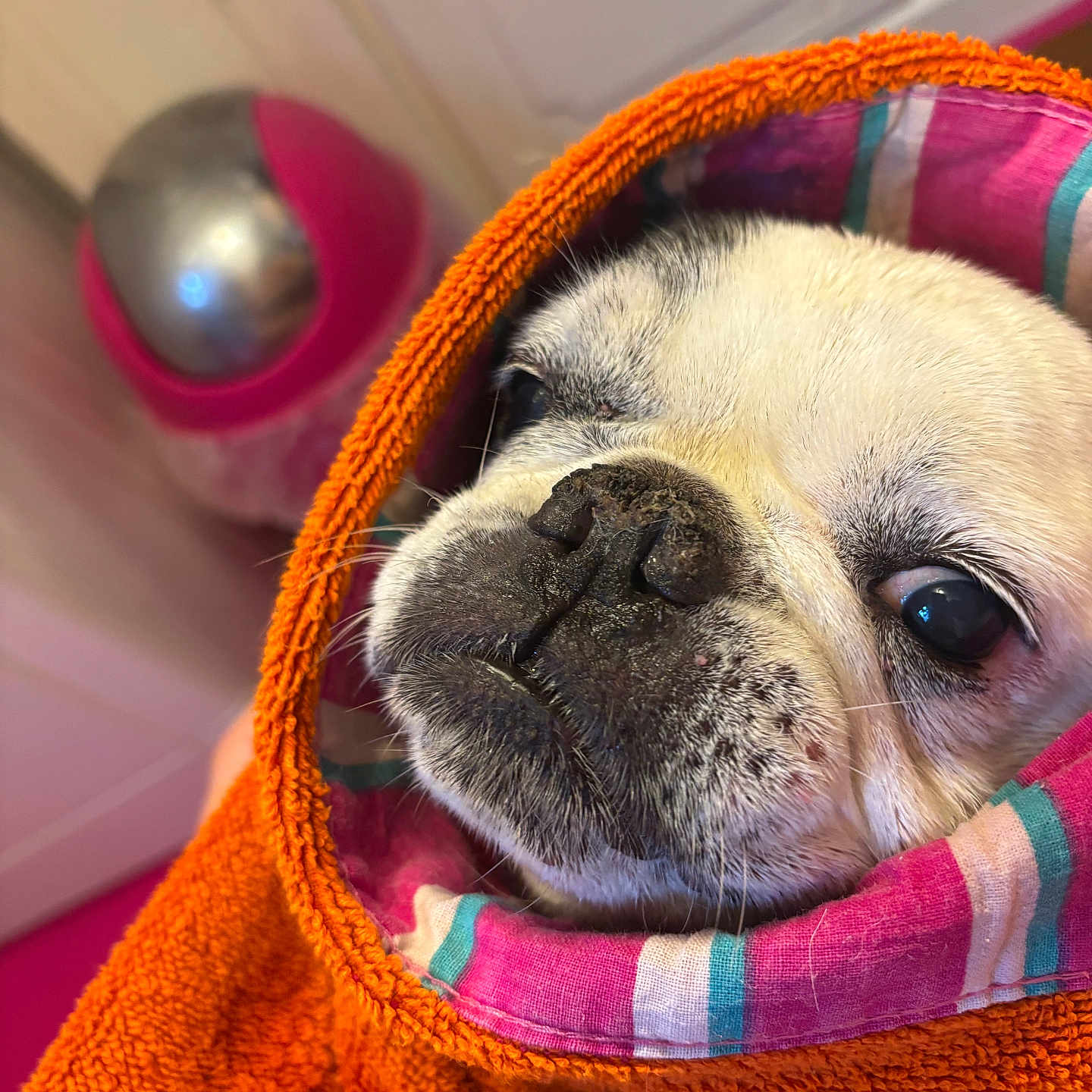 Zouzoupette participe au concours pour gagner de l'argent avec cette photo : dog, pug, towel, orange, striped, face, pet, animal, cute, wrapped, cozy, indoor, closeup, snout, fur, portrait, expression, resting, warm, colorful