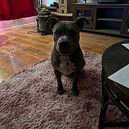 Bandit joined the competition — help win amazing prizes! dog, living_room, rug, vacuum_cleaner, television, furniture, cardboard_box, floor, wood_floor, curtains, pet, indoor, table, papers, collar, ears, sitting, household, domestic_animal, cozy