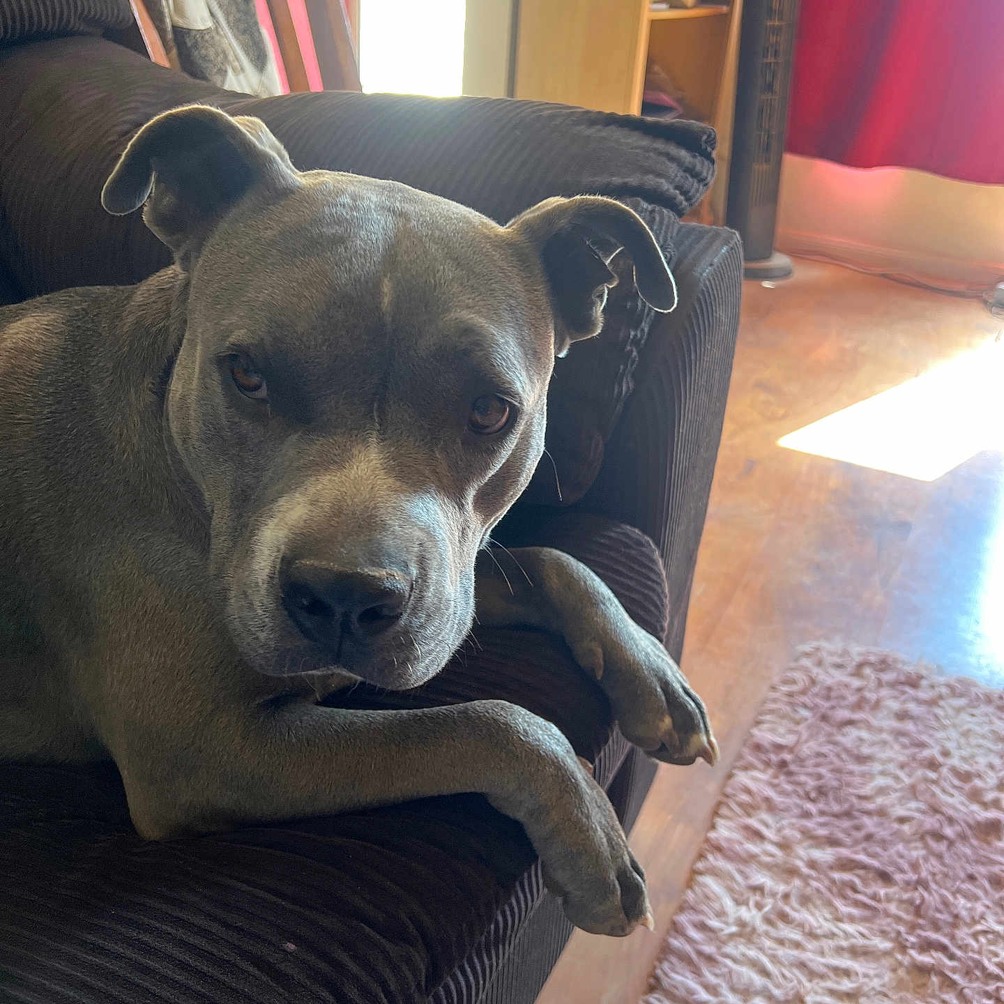 Bandit joined the competition — help win amazing prizes! animal, canine, carpet, comfort, couch, cozy, dog, ears, face, floor, fur, gray_dog, indoor, living_room, looking, paw, pet, relaxed, sunlight, window