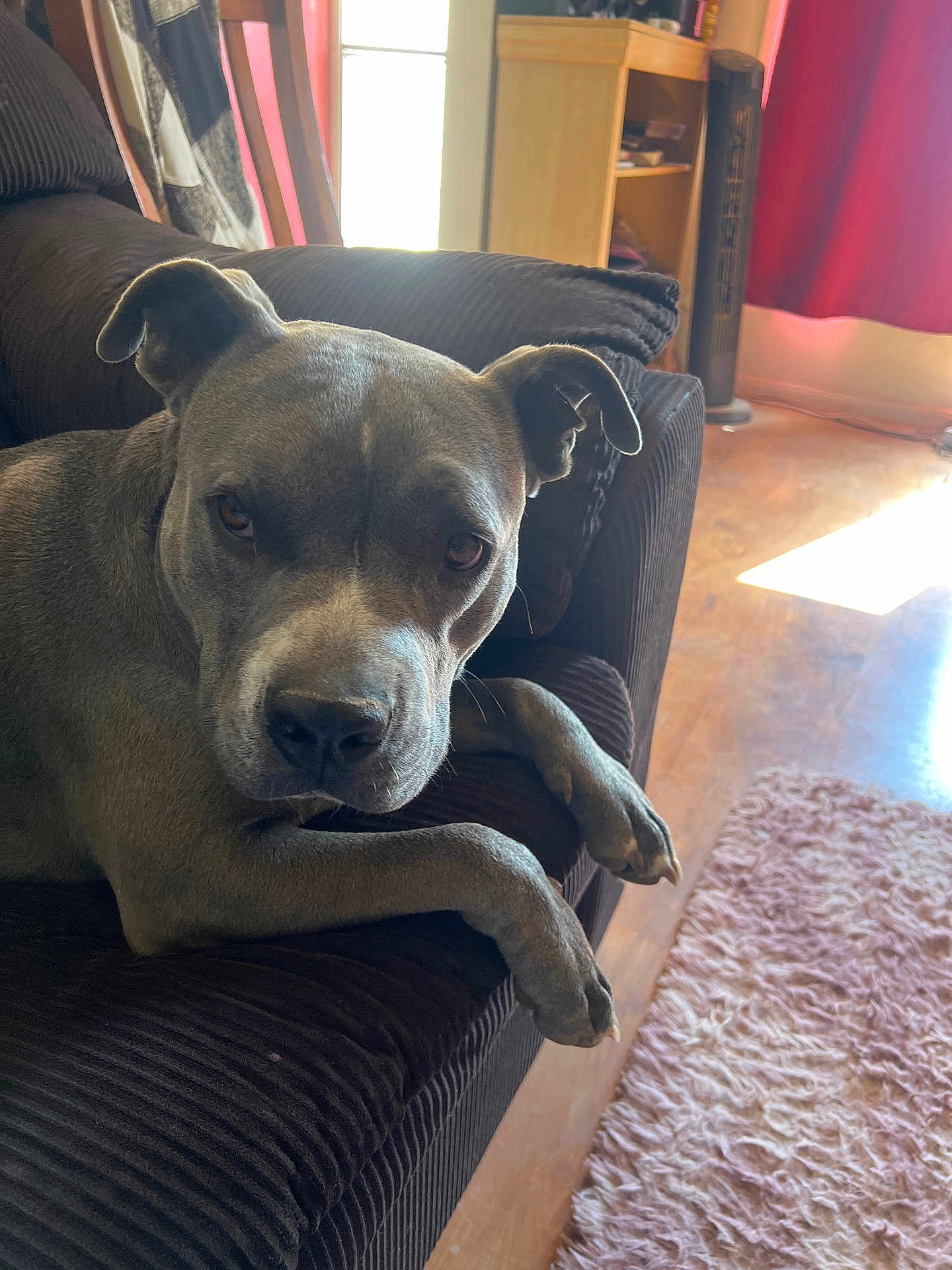 Bandit joined the competition — help win amazing prizes! dog, indoor, couch, pet, relaxed, gray_dog, living_room, fur, floor, carpet, sunlight, window, cozy, canine, animal, paw, ears, face, looking, comfort