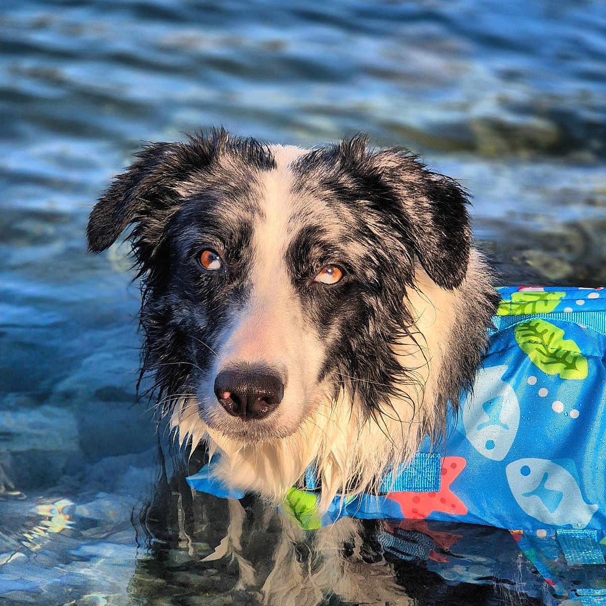 Sky a rejoint le concours — aidez-le/la à gagner de superbes lots ! animal, ball, canine, collie, dog, face, head, nature, outdoors, person, pet, photography, pool, portrait, puppy, rock, sport, tennis, tennisball, water