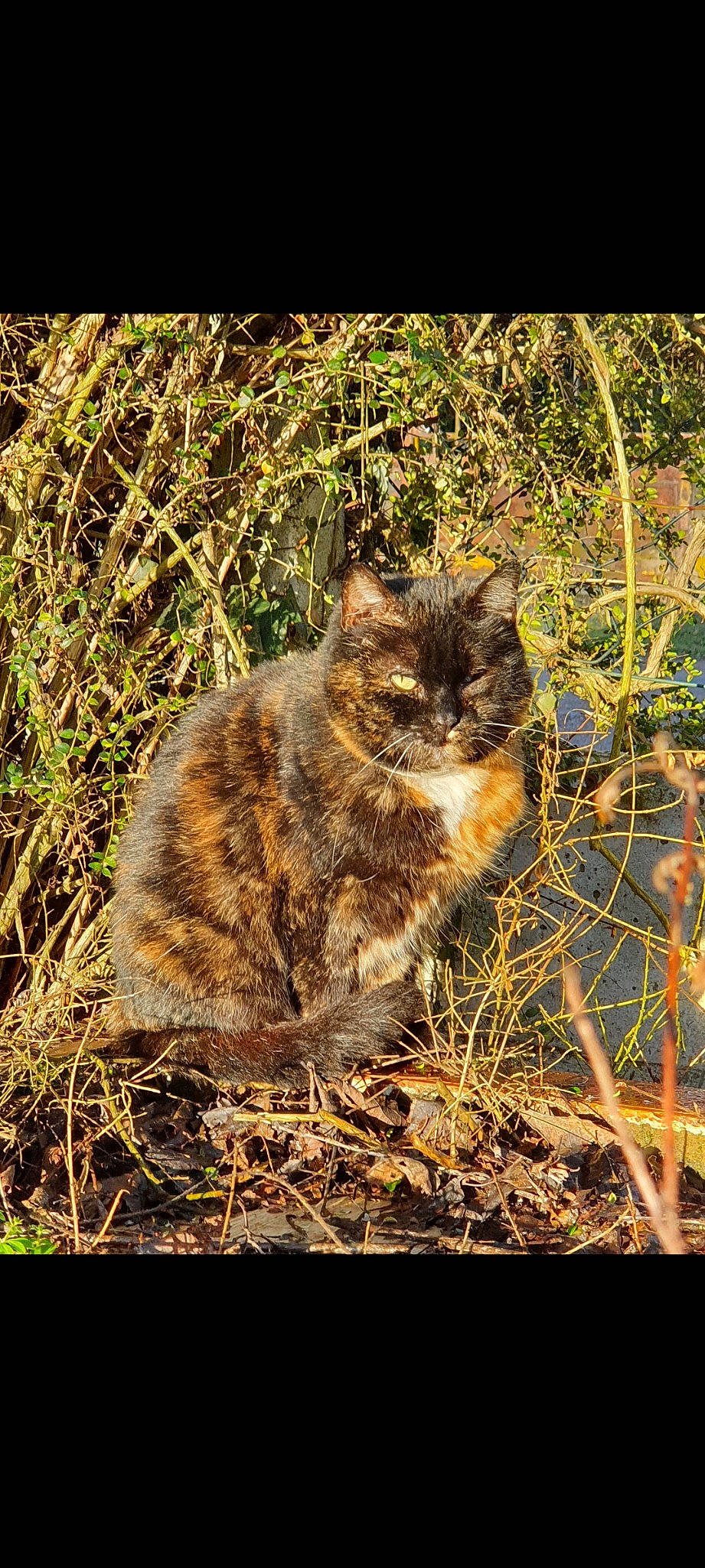 Minette a rejoint le concours — aidez-le/la à gagner de superbes lots ! adaptation, carnivore, cat, domestic_short_haired_cat, fawn, felidae, fur, grass, organism, plant, small_to_medium_sized_cats, snout, soil, tail, terrestrial_animal, tree, twig, whiskers, wildlife, wood