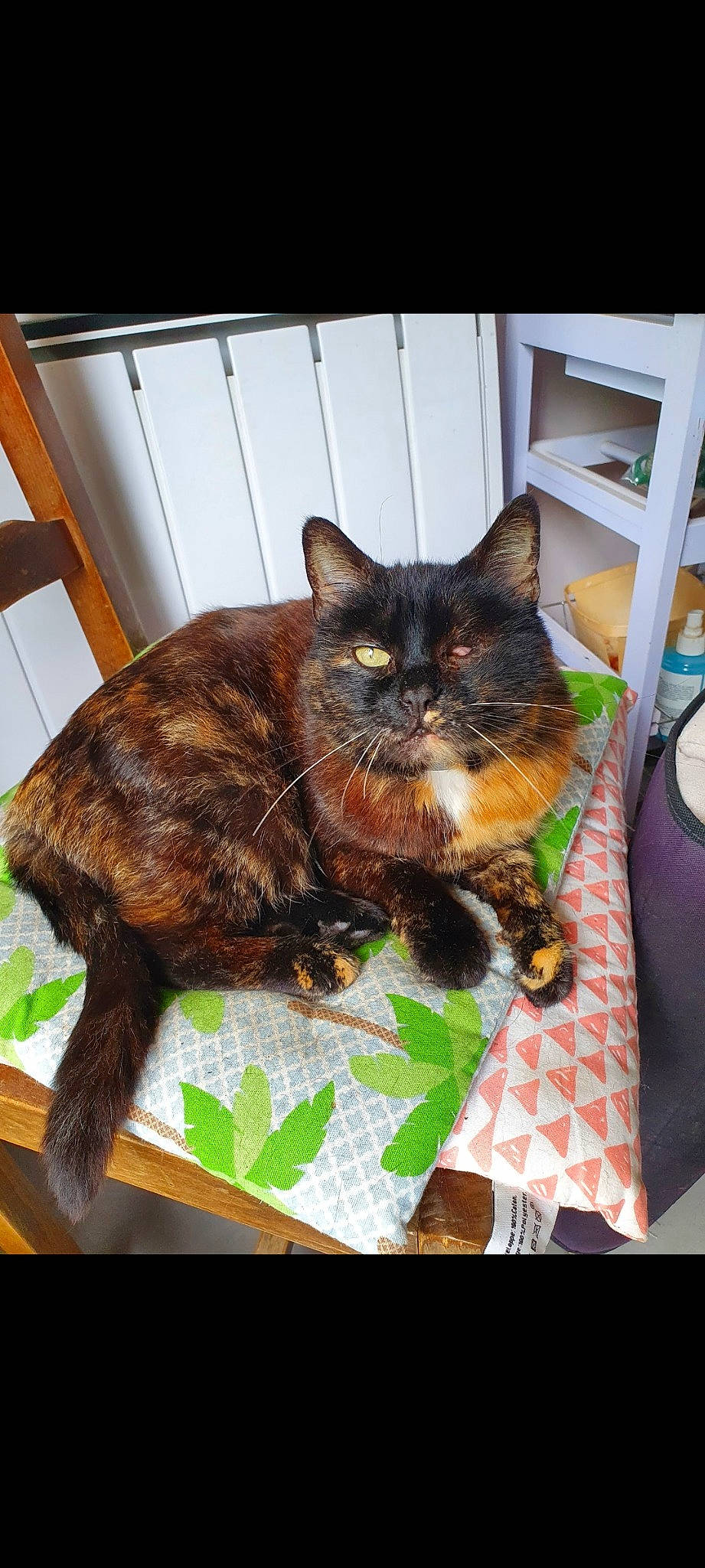 Minette a rejoint le concours — aidez-le/la à gagner de superbes lots ! black_cat, carnivore, cat, cat_supply, comfort, domestic_short_haired_cat, felidae, fur, grass, linens, pet_supply, rectangle, room, sitting, small_to_medium_sized_cats, tail, terrestrial_animal, tree, whiskers